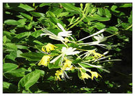 हनीसकल फूल एंटीबायोटिक प्लांट एक्सट्रैक्ट्स क्लोरोजेनिक एसिड 5% कैस 327 97 9