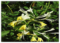 शीत हनीकिल फूल निकालने का इलाज, 25% क्लोरोजेनिक एसिड के साथ लोनीकेरा जापोनिका निकालें