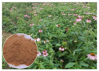 फैशनेबल एसिड शुद्ध हर्बल सप्लीमेंट्स, पूरे हर्ब Echinacea Purpurea Extract