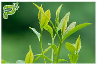 हरी चाय संयंत्र निकालने वाले पाउडर को रेडिकल लक्षणों को रोकना पॉलीफेनॉल 95% यूवी टेस्ट