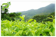 हरी चाय संयंत्र निकालने वाले पाउडर को रेडिकल लक्षणों को रोकना पॉलीफेनॉल 95% यूवी टेस्ट