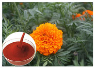टैगेट्स Erecta फूल प्राकृतिक फूल अर्क पाउडर रोकथाम आँख स्वास्थ्य