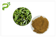 आहार पूरक पूरक वजन के लिए हरी चाय Polyphenols संयंत्र निकालें पाउडर 95%