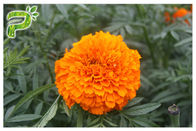 नेत्र स्वास्थ्य Lutein Marigold फूल निकालें, Tagetes Erecta आहार की खुराक के रूप में निकालें