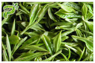 प्राकृतिक एंटी-ऑक्सीकरण ईजीसीजी हरी चाय निकालें एंटी कैंसर पाउडर सीएएस 98 9 51 5