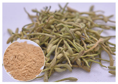 5%, 25% Lonicera japonica Extract Honeysuckle फूल पाउडर